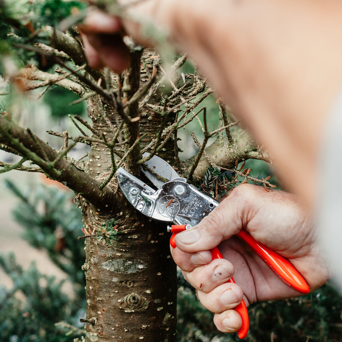 Eine Person schneidet mit einer klassischen Schere von Original LÖWE einen Ast von einem Baum. Die Schere hat orangefarbene Griffe. Die Szene findet in einem Garten mit grünen Bäumen im Hintergrund statt.