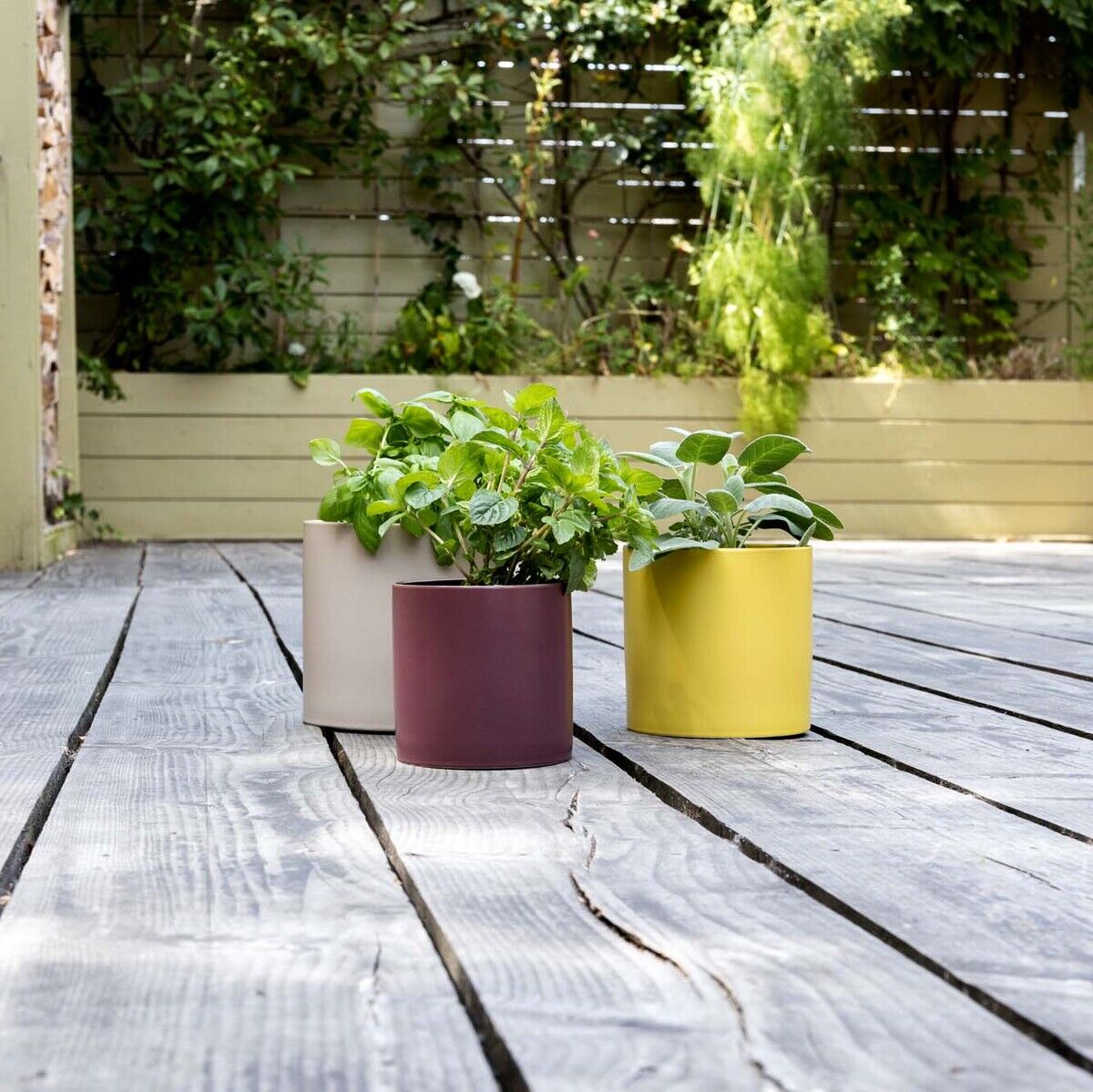 Drei Pflanztöpfe in verschiedenen Farben (beige, lila, gelb) stehen auf einer Holzterrasse, umgeben von grünen Pflanzen im Hintergrund.