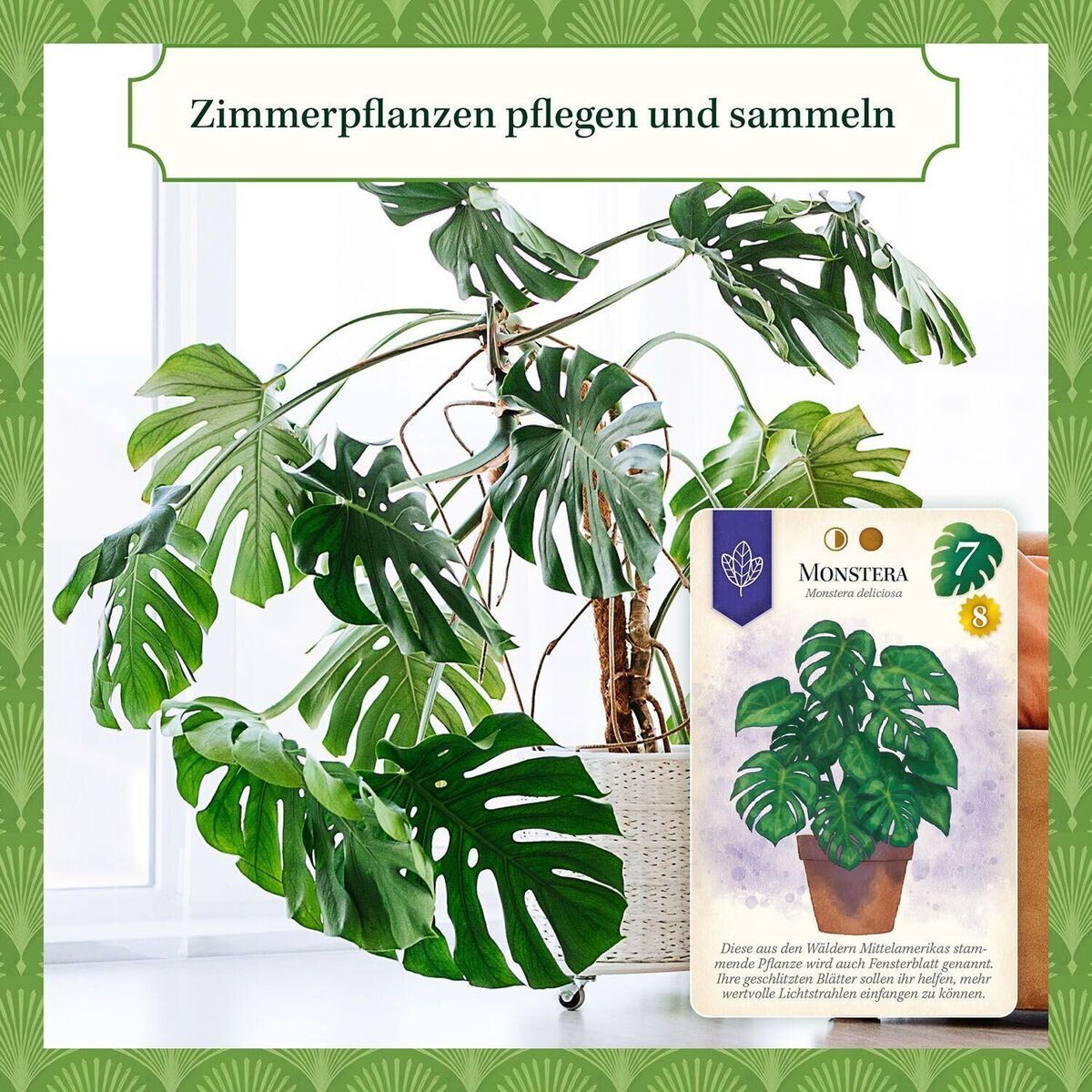 Grüne Monstera-Zimmerpflanze in einem Korb in einem Wohnraum. Darüber ein Schild mit Pflanzeninformation und Pflegehinweis. Diese Pflanze ist ideal für Pflanzenliebhaber und Dekorationszwecke geeignet.