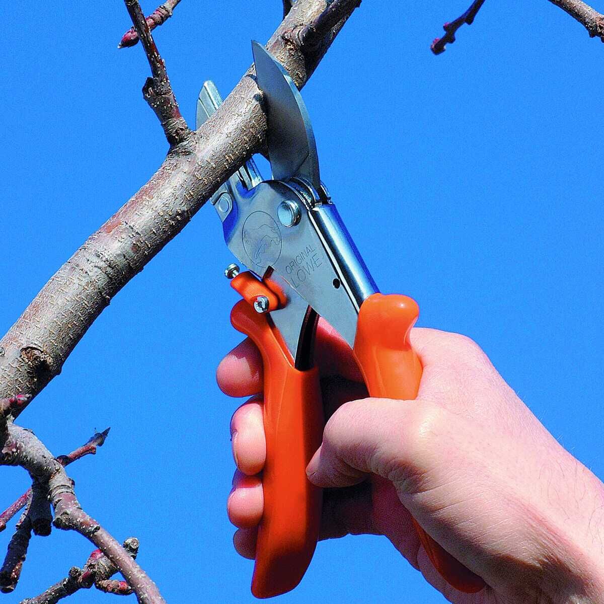 Hand hält eine Classic Schere von Original LÖWE und schneidet einen Ast vor blauem Himmel.
