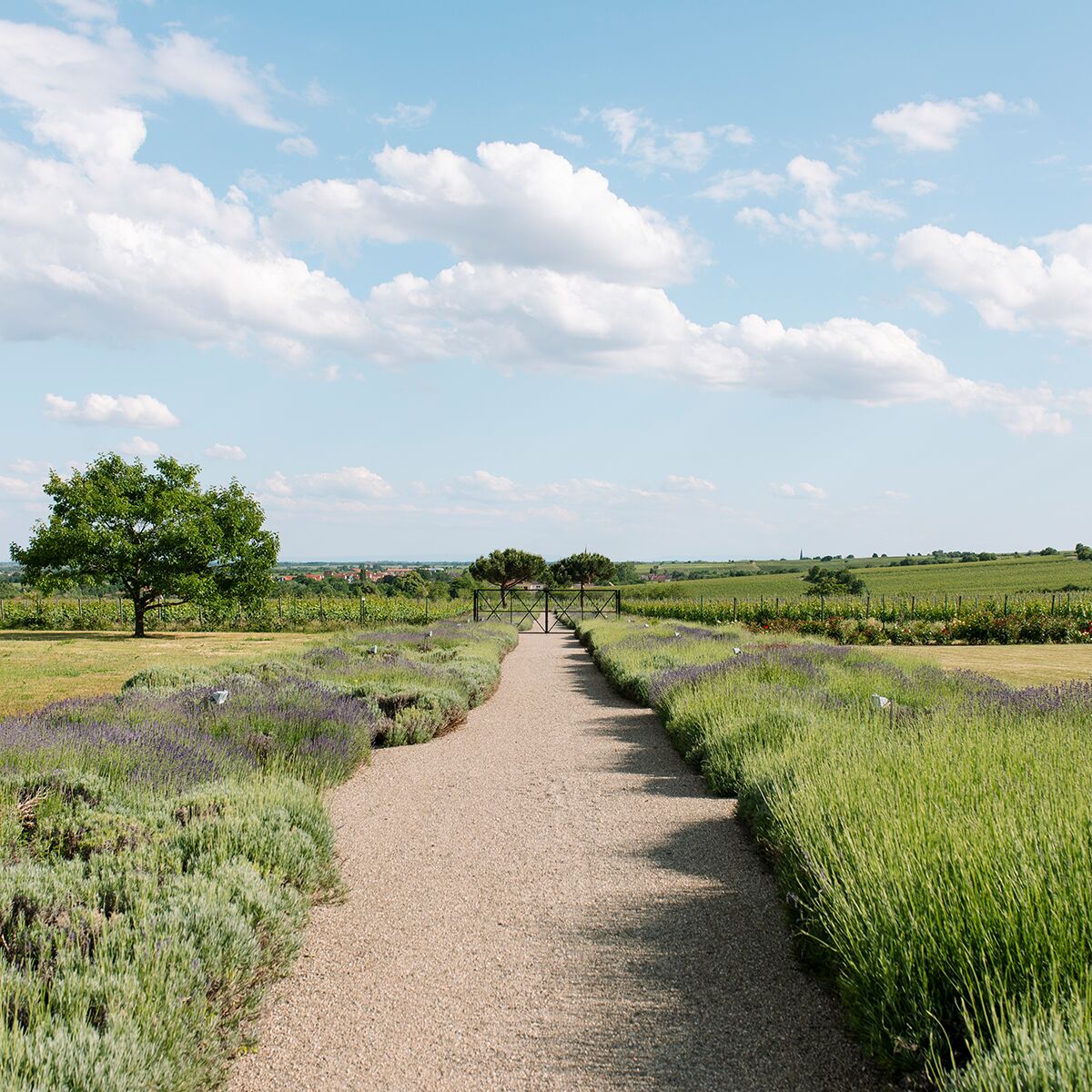 Das Bild zeigt einen Weg durch grüne Weinberge unter blauem Himmel mit weißen Wolken. Links sind Felder, Weinreben und ein einzelner Baum zu sehen. Die Landschaft wirkt friedlich und idyllisch, typisch für ein Weingut wie Bürklin Wolf.