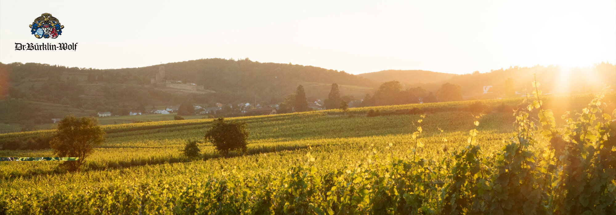 Sonnenuntergang über Weinbergen mit Hügeln im Hintergrund, Logo von Dr. Bürklin-Wolf oben links