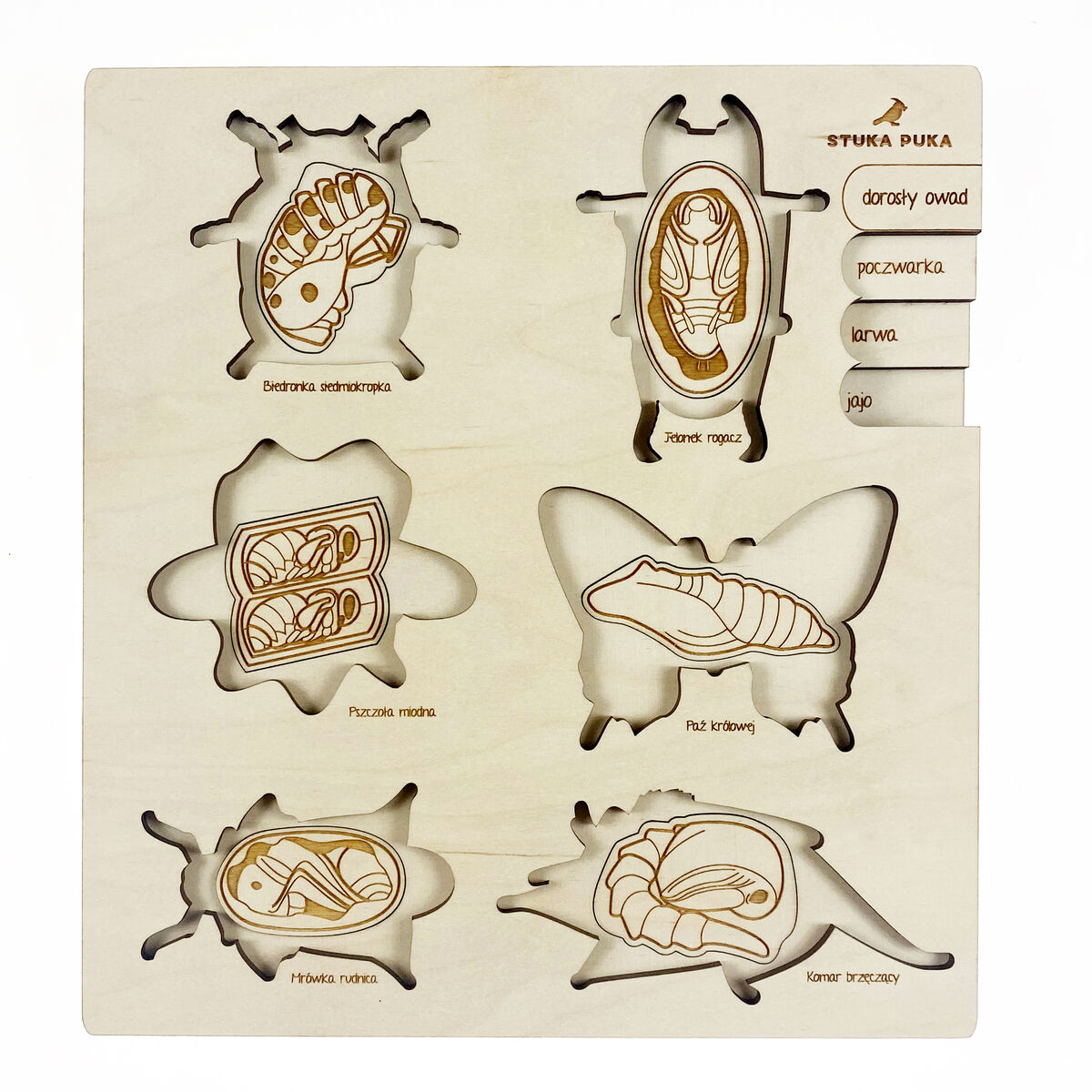 Das Bild zeigt ein Holzpuzzle mit dem Titel „Leben des Käfers“. Das Puzzle stellt verschiedene Phasen im Lebenszyklus eines Käfers dar, von der Larve über die Puppe bis zum ausgewachsenen Käfer. Die Puzzleteile sind natürlich gefärbt und in einer rechteckigen Holzplatte eingelegt.