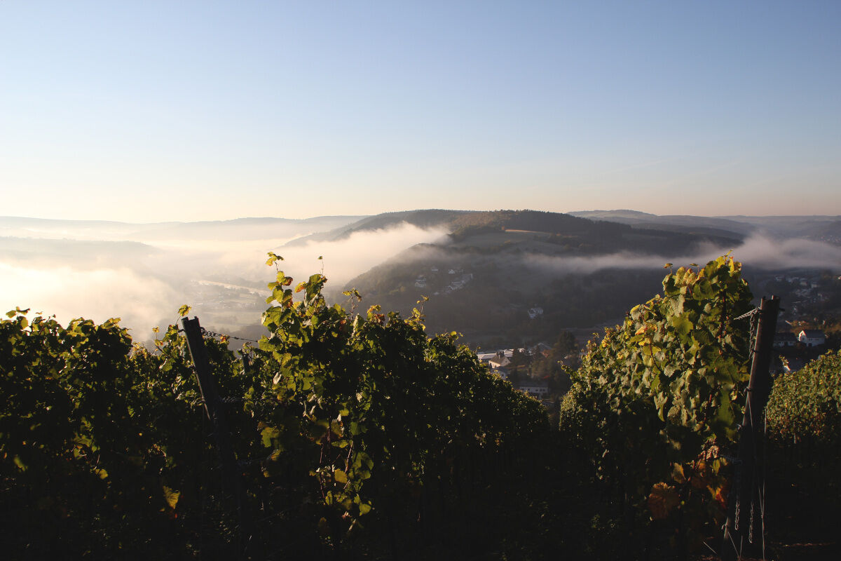 Weinberg mit grünen Reben im Vordergrund und nebligem Tal mit Hügeln im Hintergrund bei Sonnenaufgang