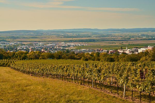 Weinreben in Reihen im Weingut Erwin Tinhof mit Blick auf eine Stadt und Hügel im Hintergrund bei Sonnenuntergang
