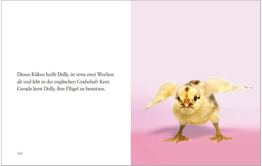 Ein aufgeschlagenes Buch zeigt eine Doppelseite. Links beschreibt der Text ein Küken namens Dolly, während rechts eine farbenfrohe Illustration von Dolly auf einem rosa Hintergrund zu sehen ist.