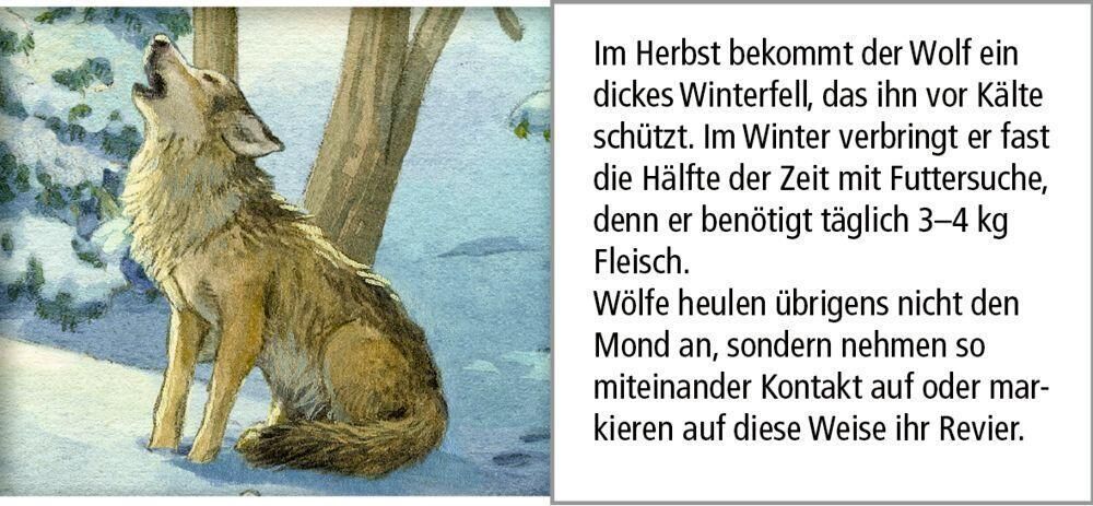 Innenansicht zu Adventskalender mit Sound: Hört ihr die Tiere im Winterwald?