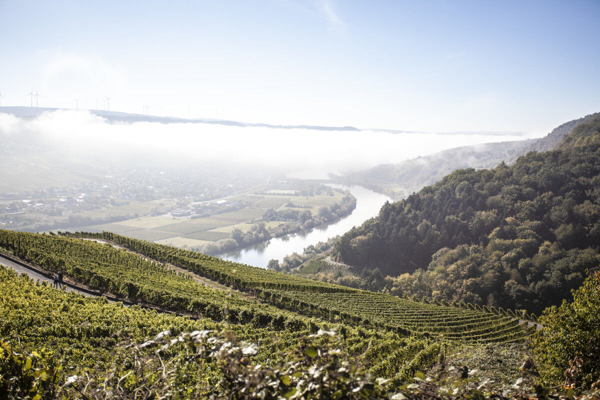 Weinberge an einem Hang mit Blick auf einen Fluss und bewaldete Hügel im Hintergrund
