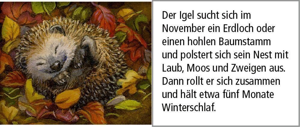 Innenansicht zu Adventskalender mit Sound: Hört ihr die Tiere im Winterwald?