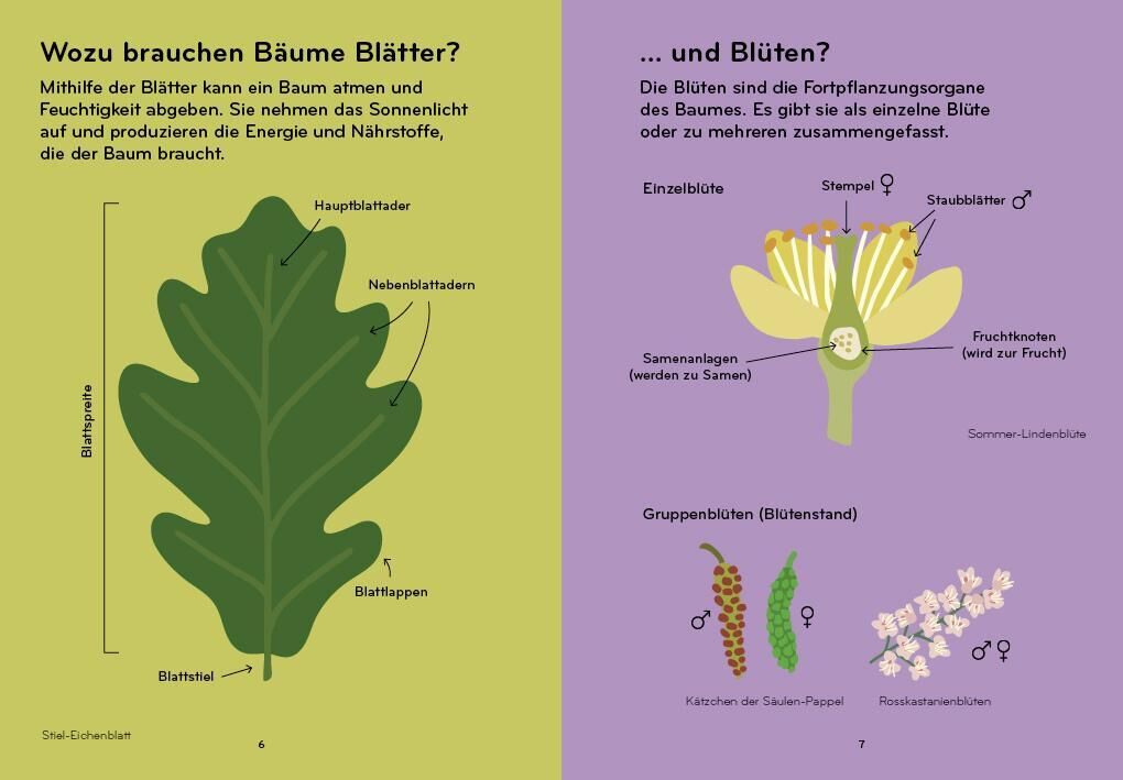 Illustration zweier Seiten eines deutschsprachigen Buches mit dem Titel 'Arborama'. Die linke Seite zeigt eine Abbildung eines Blattes mit Beschriftungen wie Hauptblattader und Nebenblattadern. Der Hintergrund ist grün. Die rechte Seite zeigt eine Abbildung einer Blüte mit Beschriftungen wie Kelchblatt und Fruchtknoten auf lila Hintergrund.