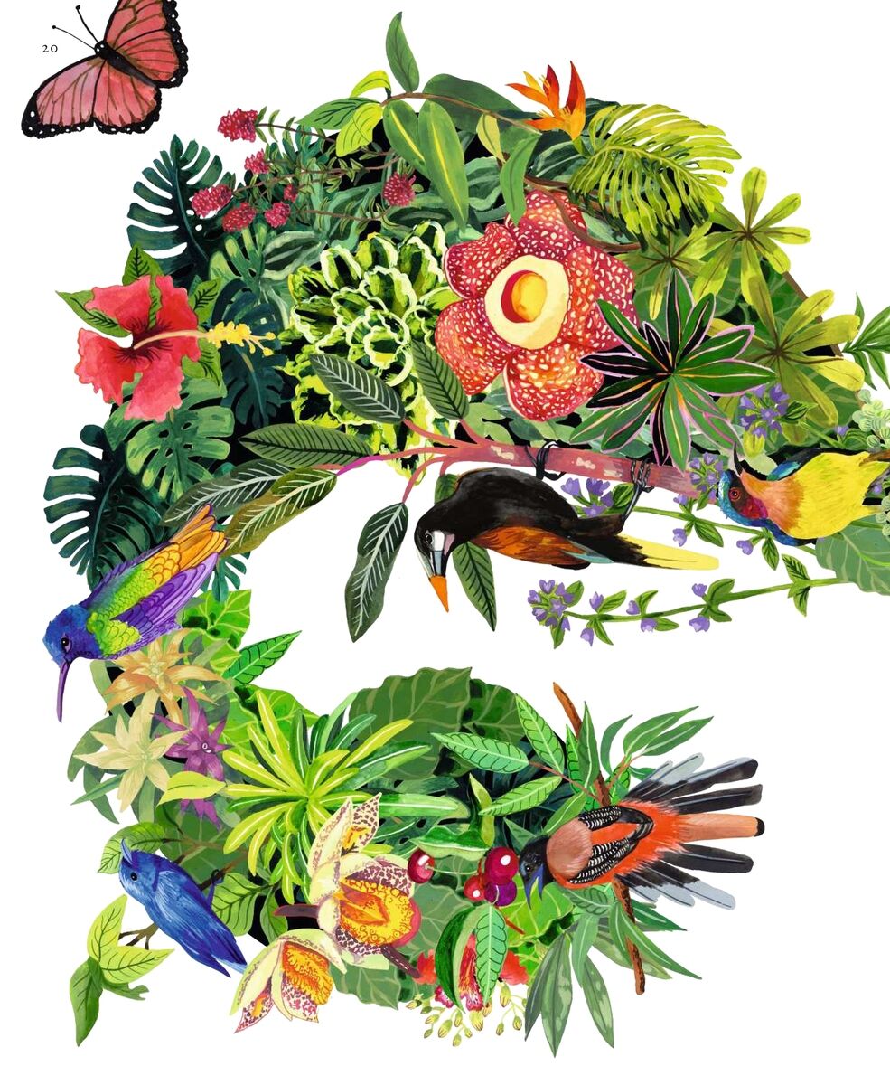 Tropische Illustration in Form einer großen Zahl 5 aus vielfältigen Pflanzen, exotischen Blumen, bunten Vögeln und einem Schmetterling auf weißem Hintergrund, inspiriert von Biodiversität. Bunte, detailreiche Grafik mit Naturmotiven, die lebendig wirkt.