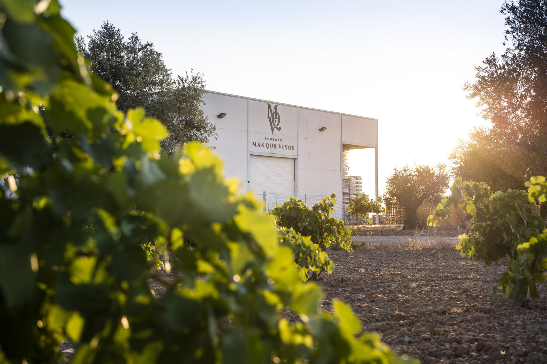 Weingut 'Bodegas Más Que Vinos' mit Weinreben im Vordergrund bei Sonnenuntergang