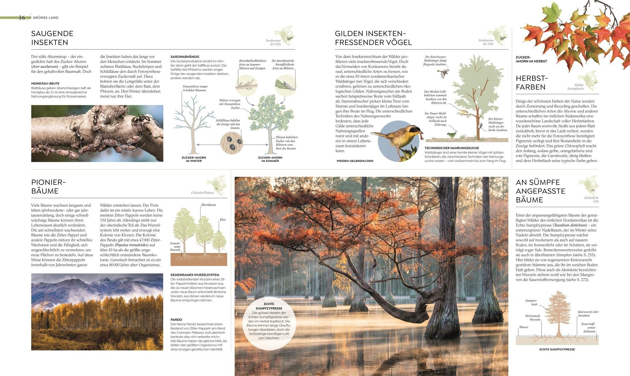 Innenansicht zu Asher, C: Wilde Welten