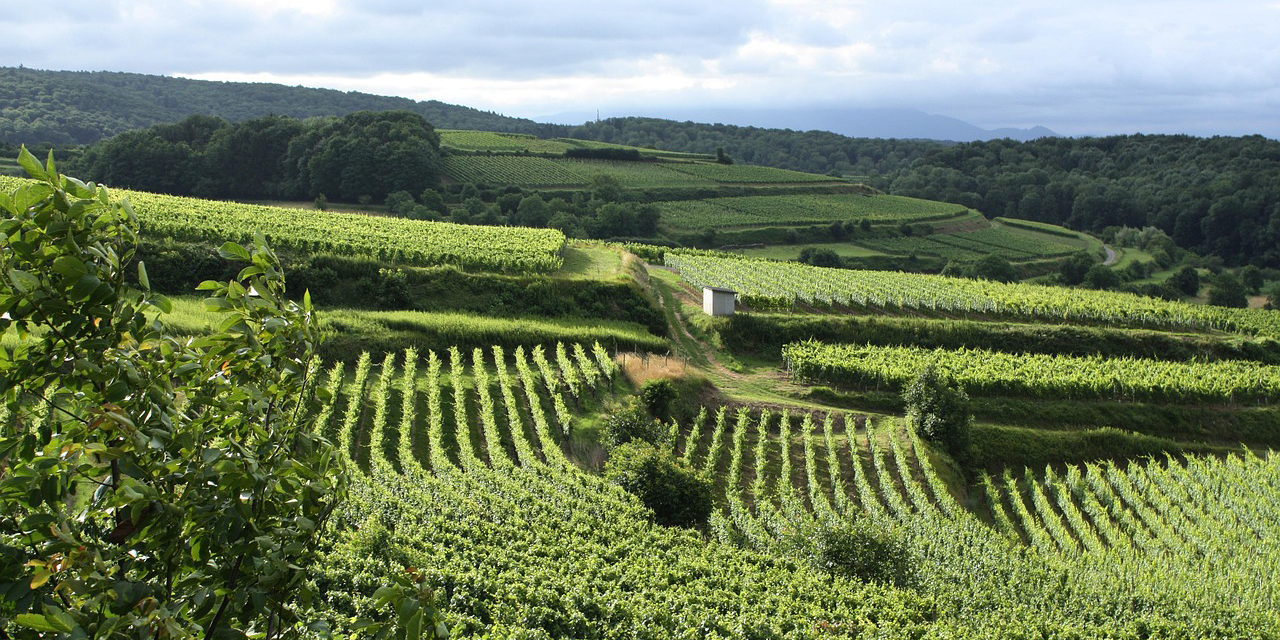 Weinberge mit Reihen von Weinreben in verschiedenen Grüntönen, sanfte Hügel im Hintergrund unter bewölktem Himmel.