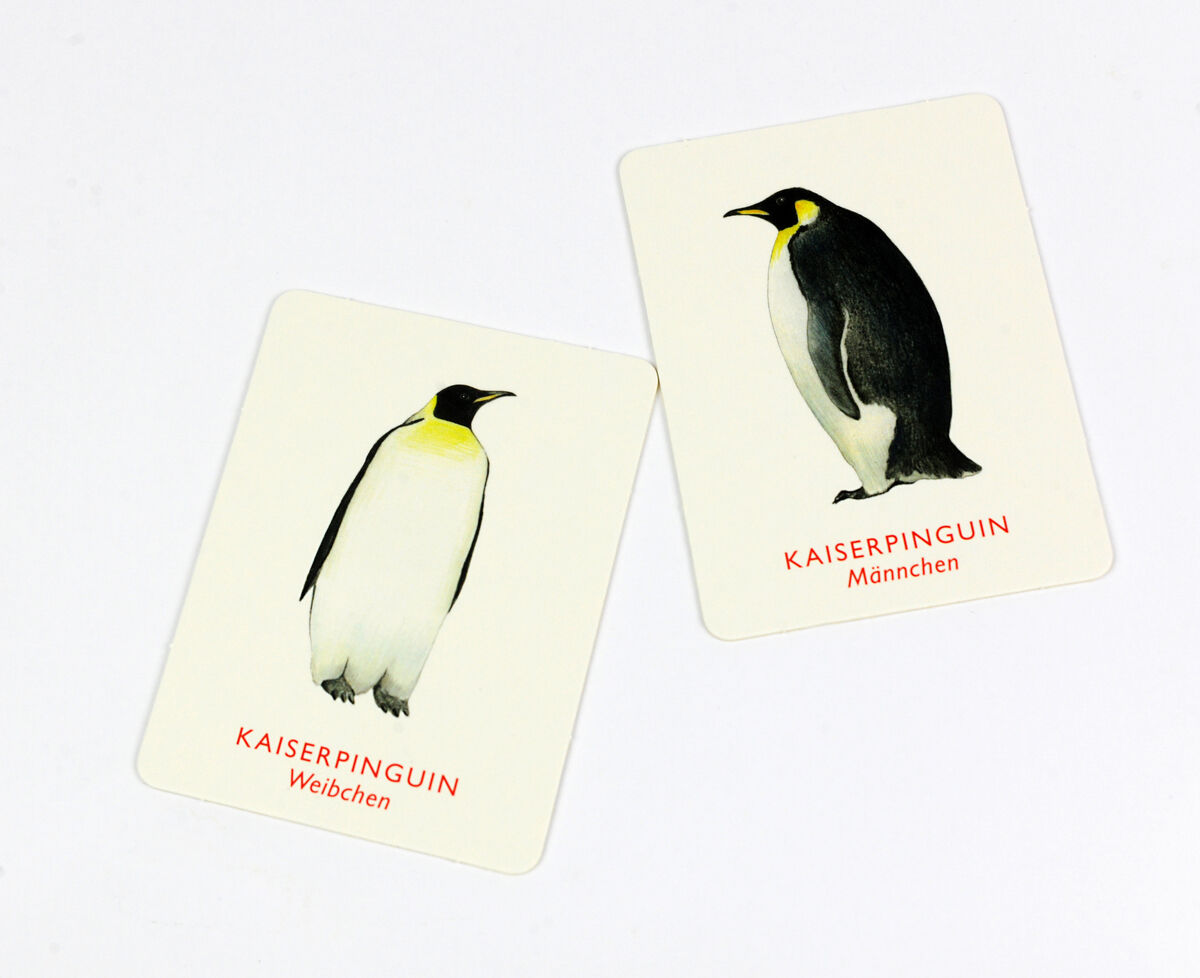 Zwei Spielkarten des Memo-Spiels „Vogelpaare“ zeigen jeweils einen weiblichen und einen männlichen Kaiserpinguin auf weißem Hintergrund, mit deutscher Beschriftung.