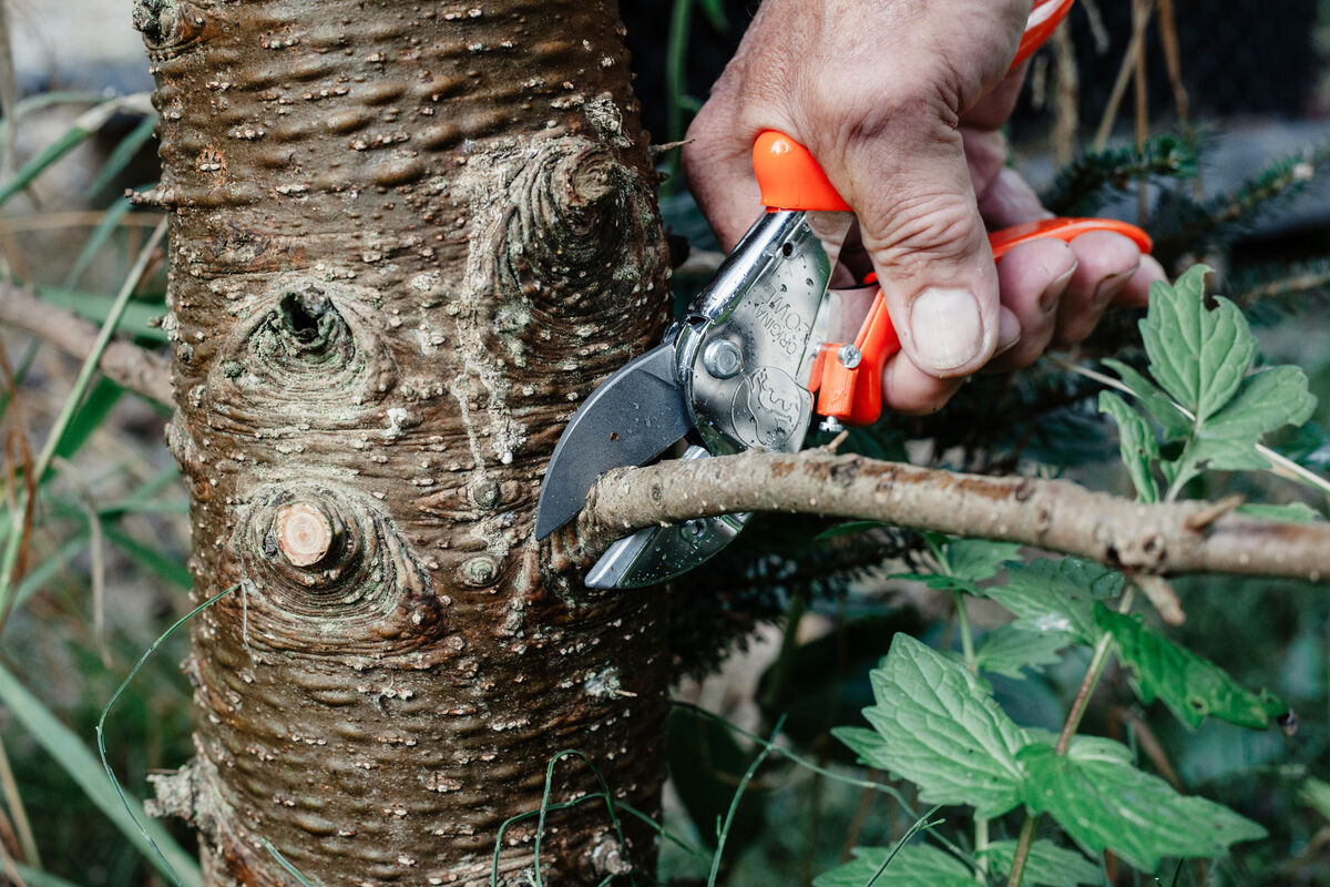 Eine Hand verwendet eine Gartenschere der Marke Original LÖWE, um einen kleinen Ast an einem Baum zu schneiden. Die Schere hat einen orangefarbenen Griff und eine silberne Klinge. Im Hintergrund sind Baumrinde und grüne Blätter sichtbar.