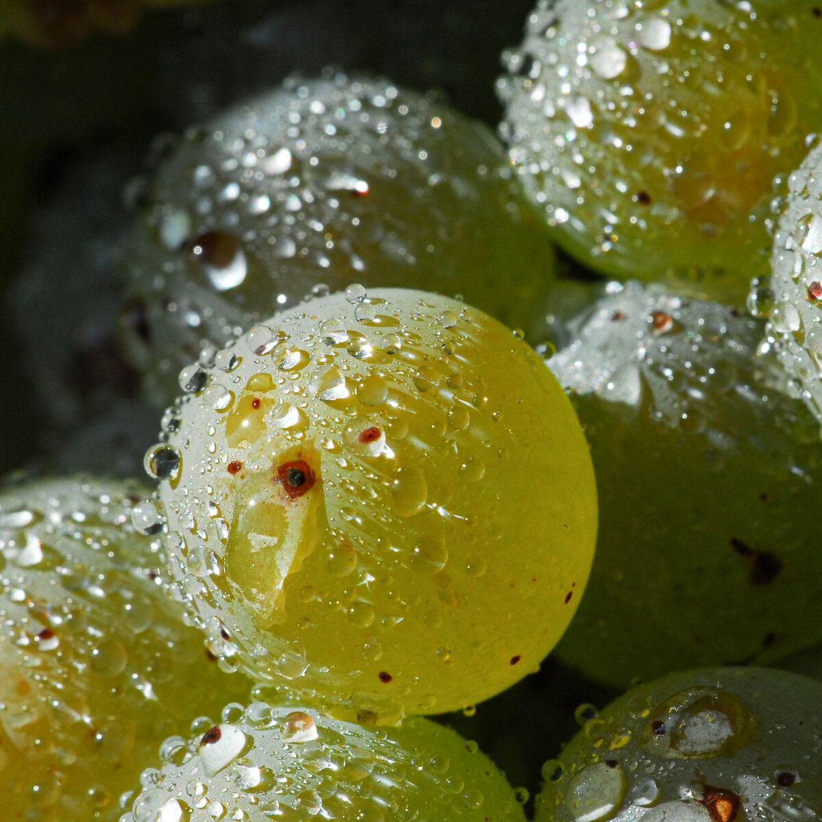 Nahaufnahme von frischen weißen Trauben mit Wassertropfen auf der Schale, die für die Herstellung von Crémant de Luxembourg Brut Blanc des Blancs Réserve verwendet werden. Das Bild zeigt die saftigen, gelb-grünen Beeren, einige Blätter und eine natürliche Beleuchtung. Ideal zur Illustration von Qualitätswein, Ernte und Frische.