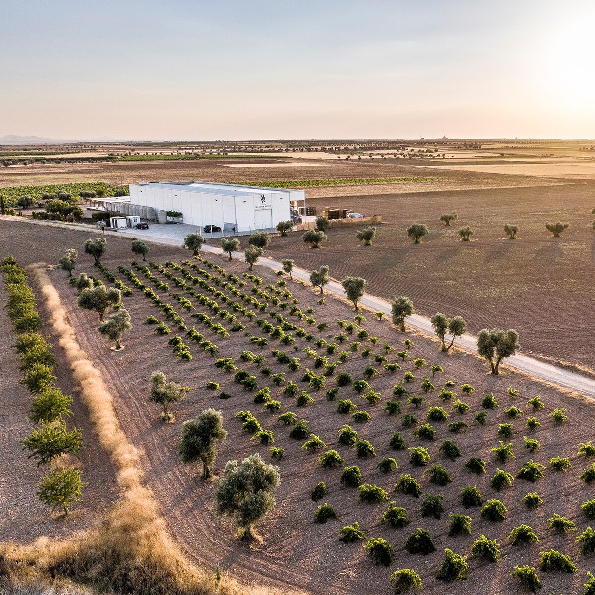 Luftaufnahme eines Weinguts mit gepflegten Weinreben in einer weitläufigen ländlichen Landschaft bei Sonnenuntergang. Im Zentrum des Bildes steht ein modernes weißes Gebäude, umgeben von Rebstöcken und natürlichen Feldern. Das trockene, warme Klima und die klare Aufteilung der Weinreihen sind deutlich erkennbar.