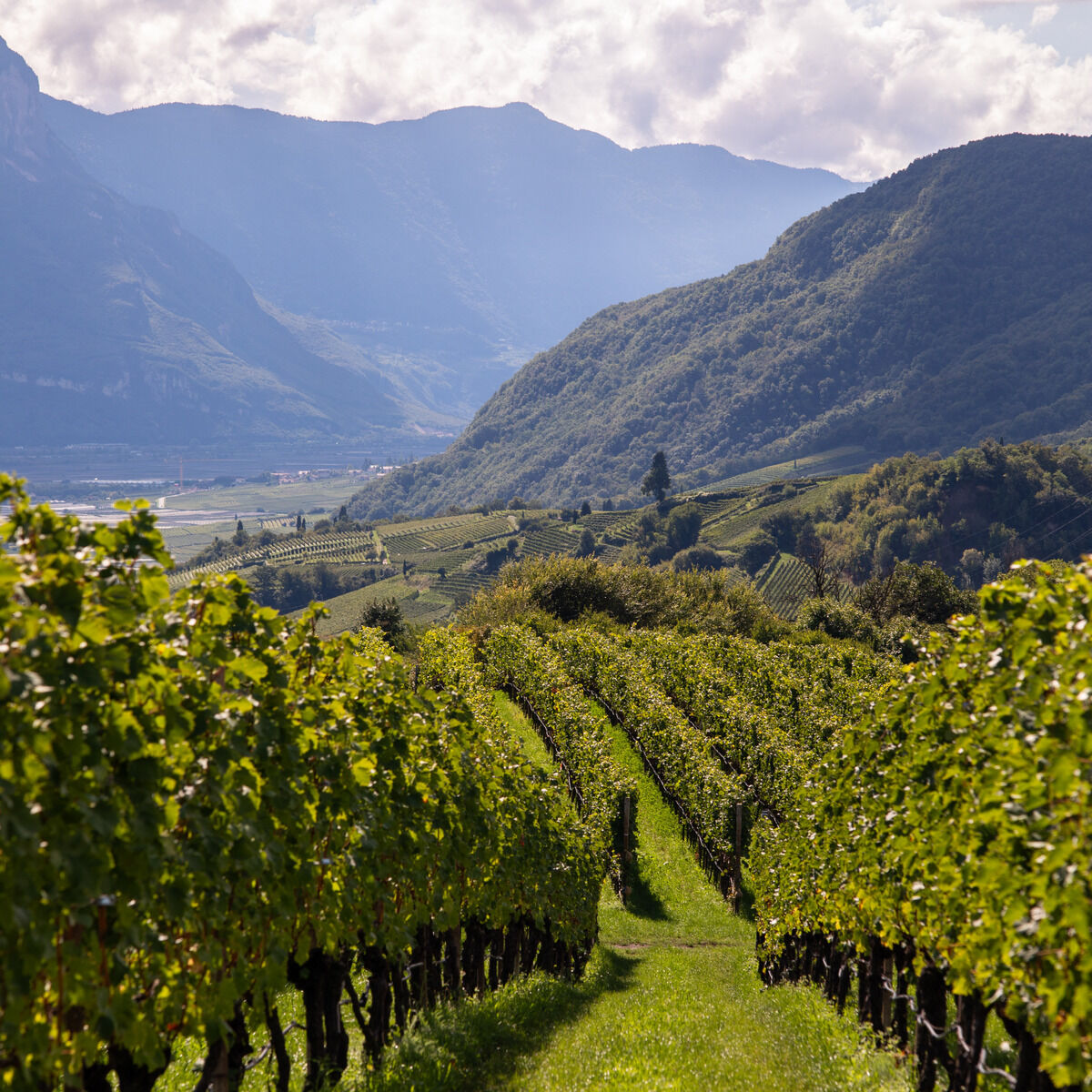 Blick über grüne Weinberge inmitten einer hügeligen Landschaft der Steiermark; im Vordergrund Rebstöcke mit saftigem Laub, in der Ferne Berge mit bewaldeten Hängen, durchbrochen von Sonnenlicht und Wolken am Himmel. Die Szenerie wirkt ruhig und einladend.
