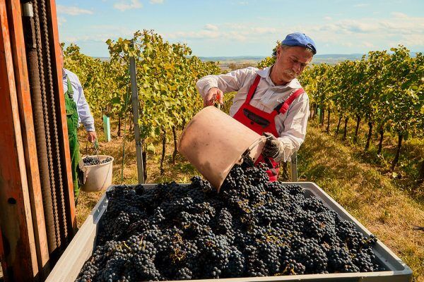 Person in roter Latzhose kippt Eimer mit blauen Weintrauben in großen Behälter im Weinberg