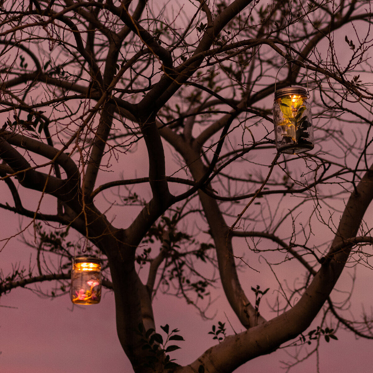 Vier Sonnenglas Classic Solarleuchten hängen in einem kahlen Baum bei Dämmerung. Der Himmel zeigt violette und orange Farbtöne.