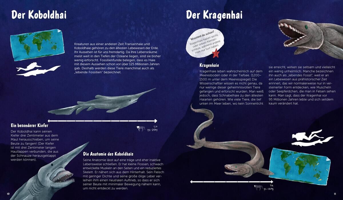 Innenansicht zu Dobell, D: Welt der Haie