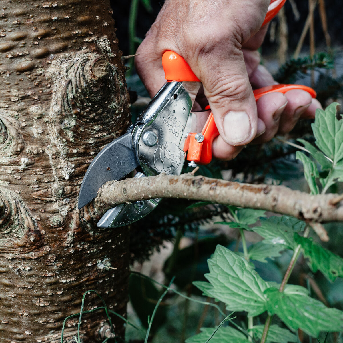 Eine Hand verwendet eine Gartenschere der Marke Original LÖWE, um einen kleinen Ast an einem Baum zu schneiden. Die Schere hat einen orangefarbenen Griff und eine silberne Klinge. Im Hintergrund sind Baumrinde und grüne Blätter sichtbar.