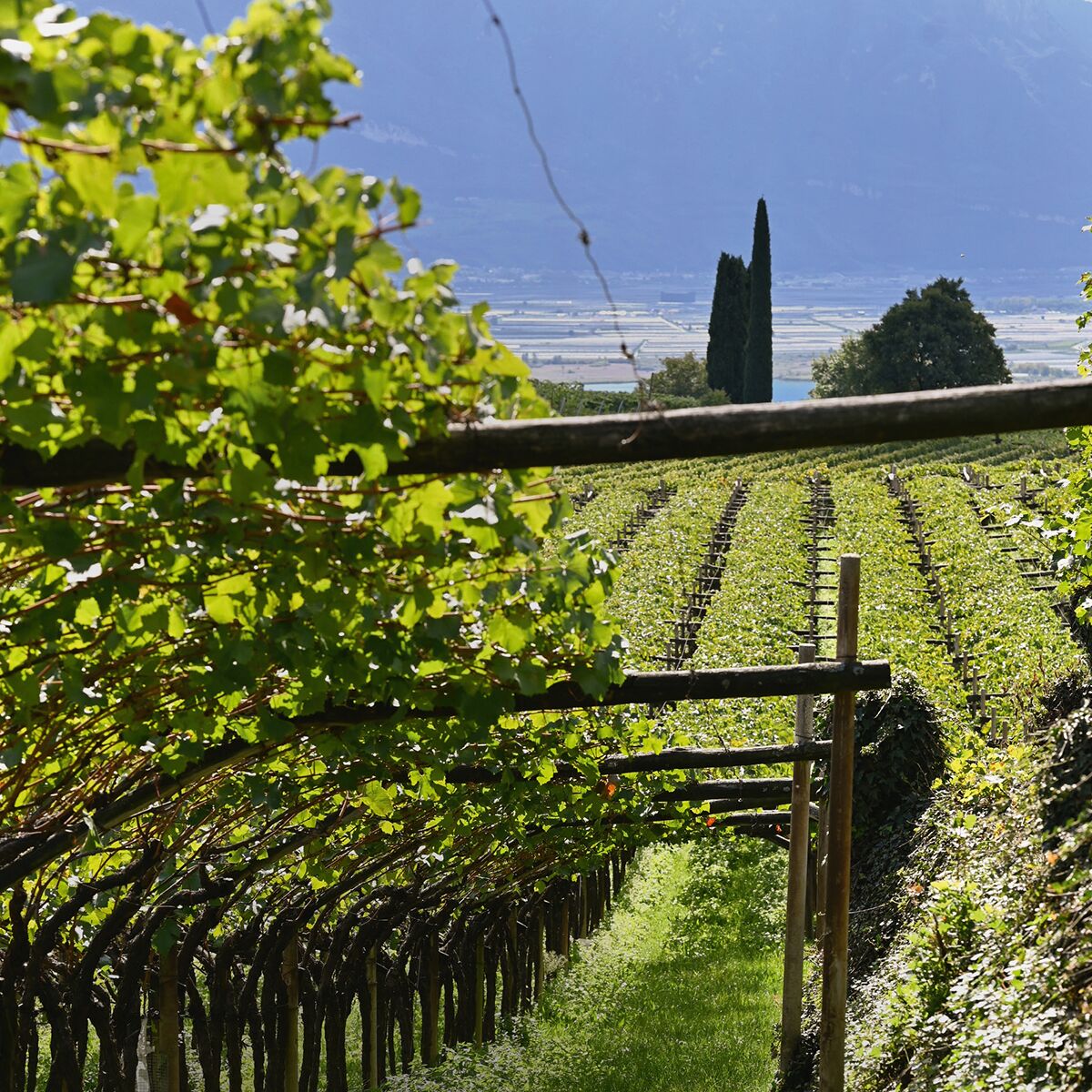 Das Bild zeigt eine edle Weinflasche mit dem Etikett „ZEIT-Weinedition »KETTMEIR«“ von Herita s.p.a. für DIE ZEIT. Die Flasche steht auf hellem Untergrund, daneben ein elegantes Glas gefüllt mit rotem Wein. Im Hintergrund erscheinen stilvoll unscharfe Trauben und grüne Weinblätter.