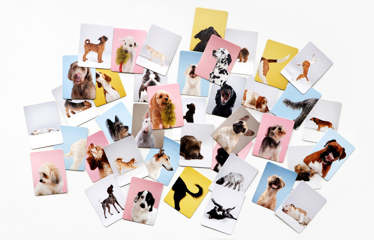 Ein Memo-Spiel mit verschiedenen Karten zeigt Hunde in verschiedenen Posen und Ausdrücken. Die Karten sind auf einem weißen Hintergrund ausgebreitet und zeigen bunte Hintergründe in Rosa, Gelb, Blau und mehr.