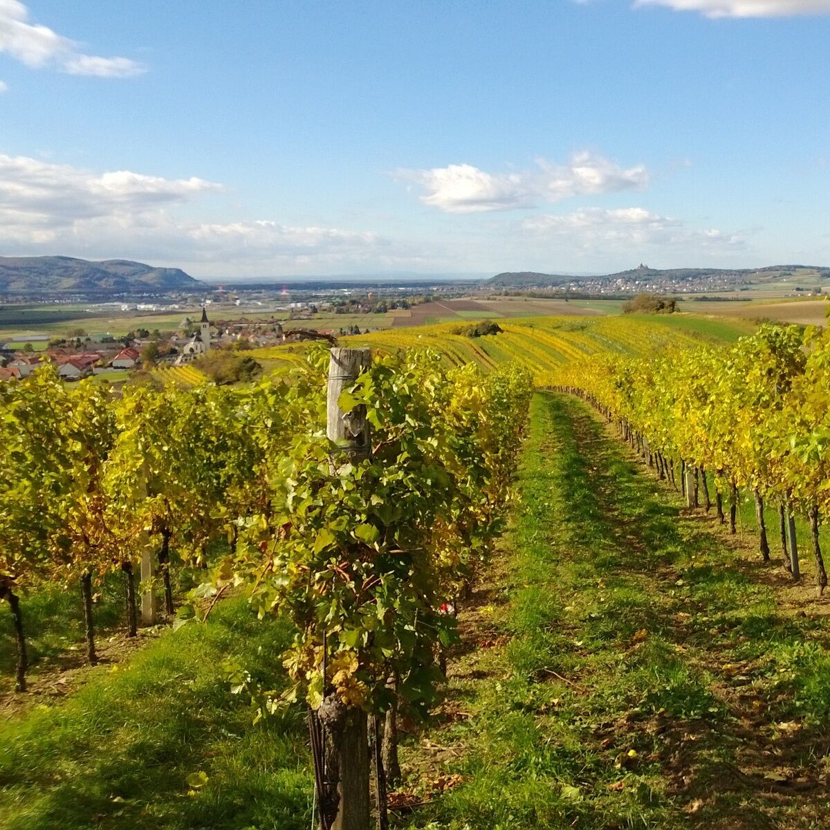 Blick entlang einer begrünten Fahrgasse durch einen Weinberg im Weinviertel. Beidseits stehen Rebreihen mit dichtem, gelbgrünem bis goldfarbenem Herbstlaub an Holzpfählen. Dahinter liegen Felder, einzelne Häuser und sanfte Hügel unter blauem Himmel mit weißen Wolken.