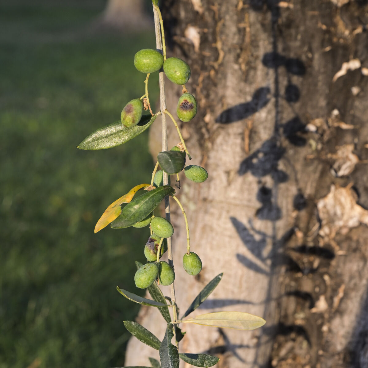 Ein Olivenzweig mit mehreren grünen, zum Teil leicht violetten Oliven hängt vor einem Baumstamm. Die Blätter sind unterschiedlich gefärbt, teils grün, teils gelblich. Im Hintergrund ist grasbedeckter Boden bei Sonnenlicht zu sehen.