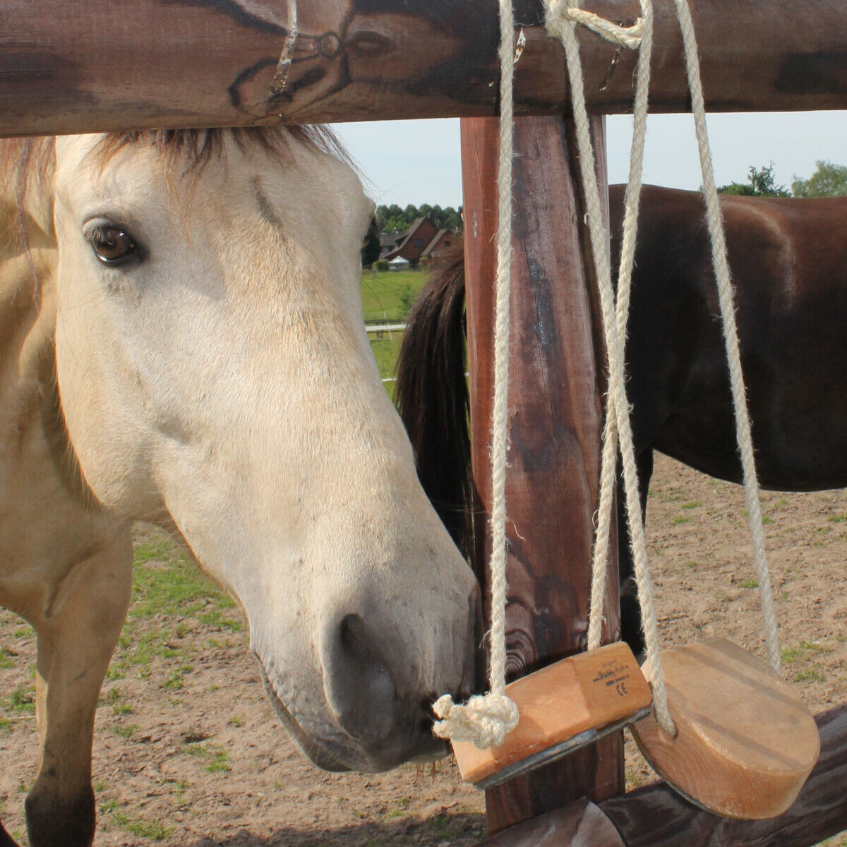 Ein hellbraunes Pferd spielt mit einem hölzernen Spielhufeisen, das mit einem Seil am Zaun eines Paddocks befestigt ist.