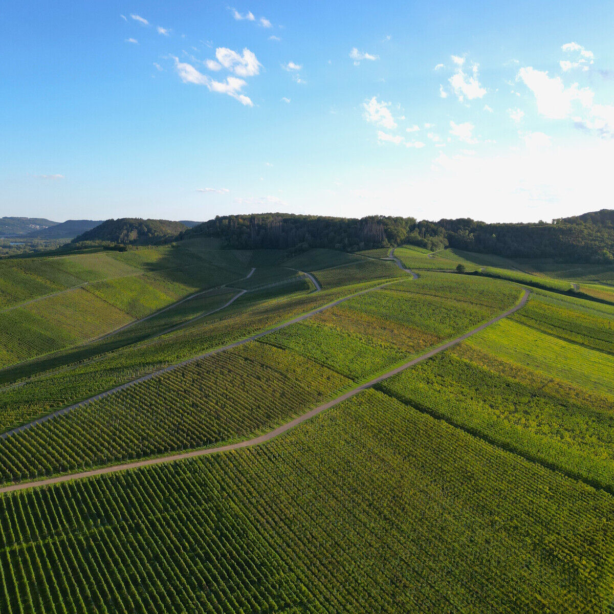 Panoramablick über sanfte, mit Reben bepflanzte Hügel in einer sonnigen Weinregion, unter einem weitgehend klaren blauen Himmel. Die natürliche Schönheit und Struktur der Rebflächen dominieren das Bild.
