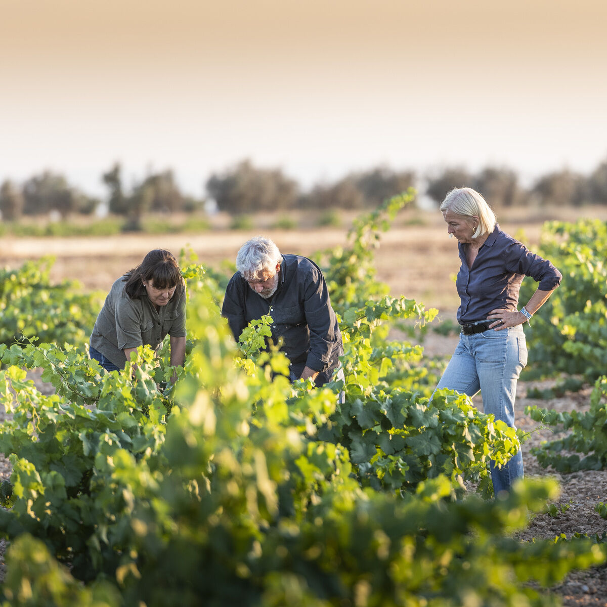 Drei Erwachsene inspizieren gemeinsam einen Weinberg mit satten grünen Reben bei warmen Sonnenlicht. Im Hintergrund ist eine weite ländliche Landschaft mit Bäumen am Horizont zu sehen. Szene vermittelt Zusammenarbeit und Weinherstellung in einem naturverbundenen Weingut.