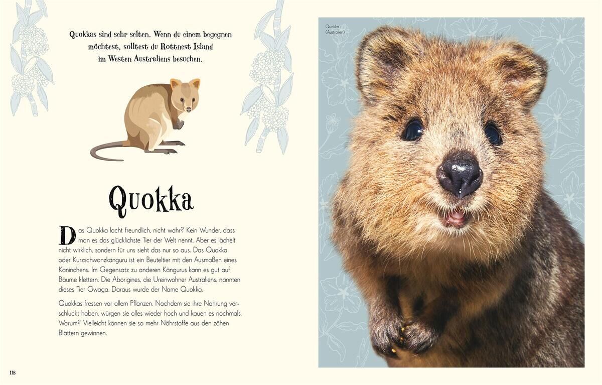 Eine Buchseite aus 'Wundervolle Welt der Tiere' mit Abbildungen eines Quokkas. Die linke Seite enthält Informationen und eine Illustration, die rechte Seite zeigt ein Foto des Tieres vor einem blauen Hintergrund.