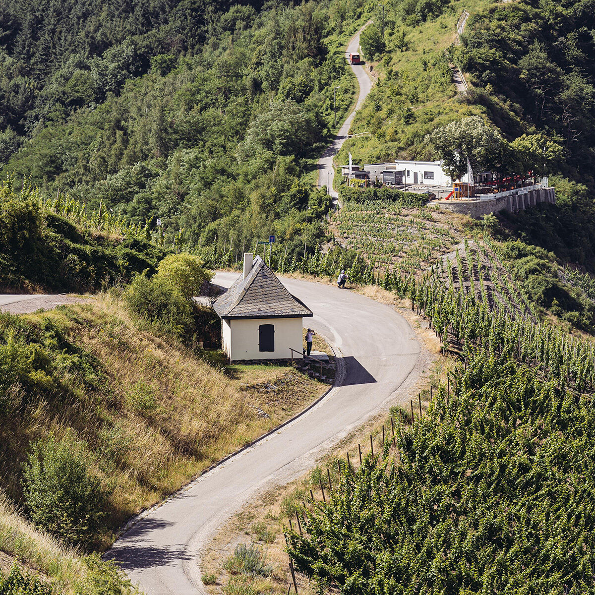 Eine idyllische Weinberglandschaft mit gewundener Straße, einem kleinen weißen Häuschen und Weinreben an den Hängen. Im Hintergrund liegt ein weiteres, größeres Gebäude mit Terrasse. Die Szene wirkt ruhig, grün und von Natur umgeben.