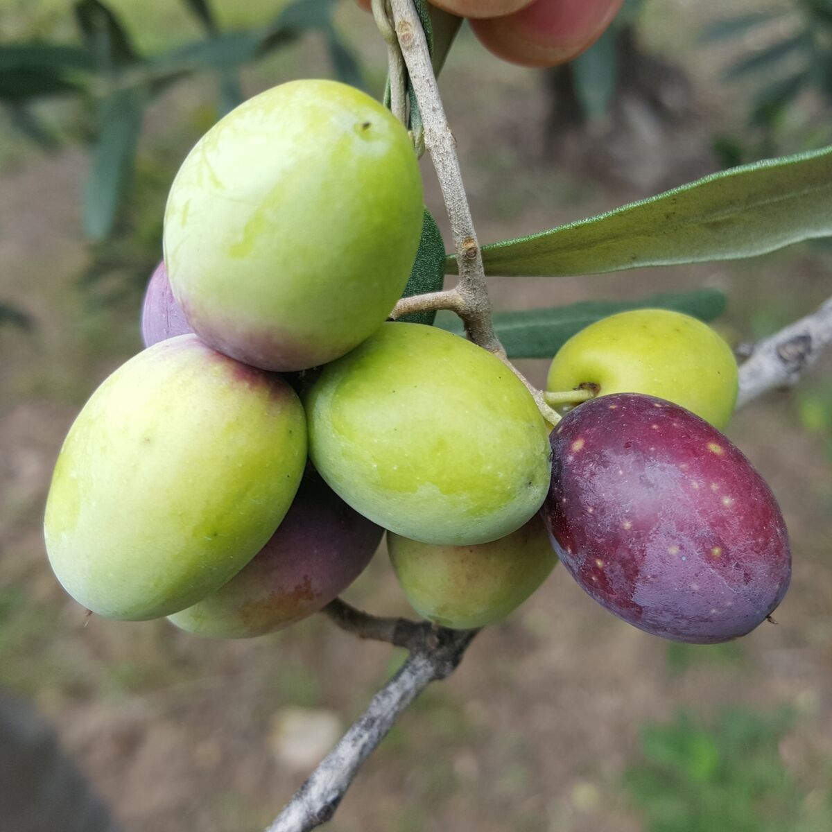 Mehrere grüne und violett-lilafarbene Oliven hängen an einem Zweig mit einem graugrünen Blatt. Im Hintergrund ist unscharf Erde sowie ein Olivenbaum sichtbar, die Oliven haben unterschiedliche Reifegrade. Eine Hand hält den Zweig. Natürliche Szenerie.