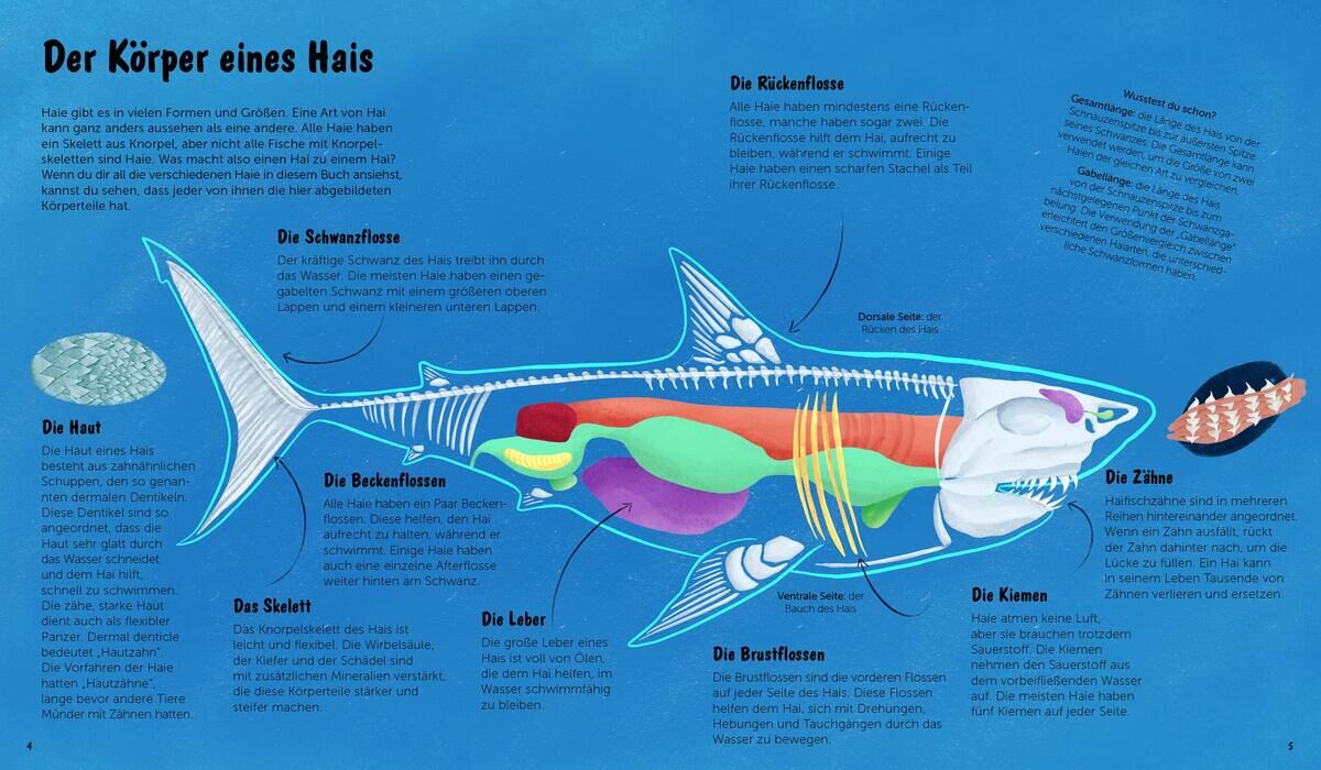 Innenansicht zu Dobell, D: Welt der Haie