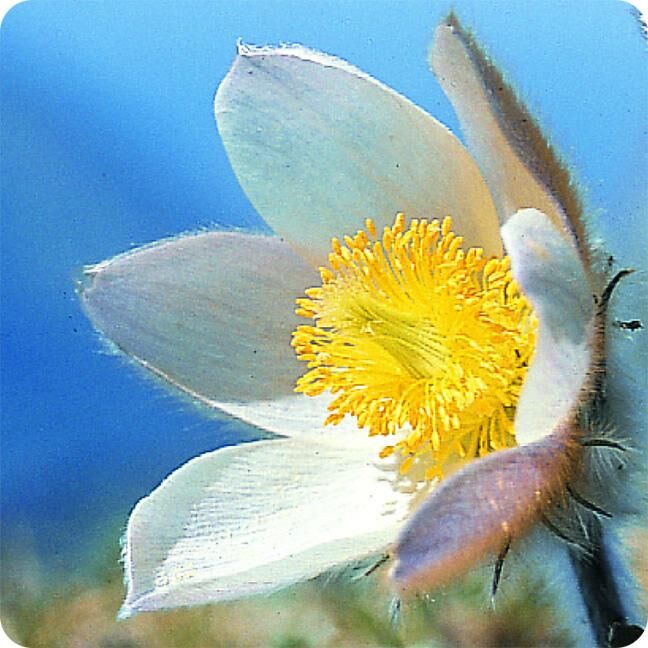 Innenansicht zu Memo-Spiel »Flora Helvetica«