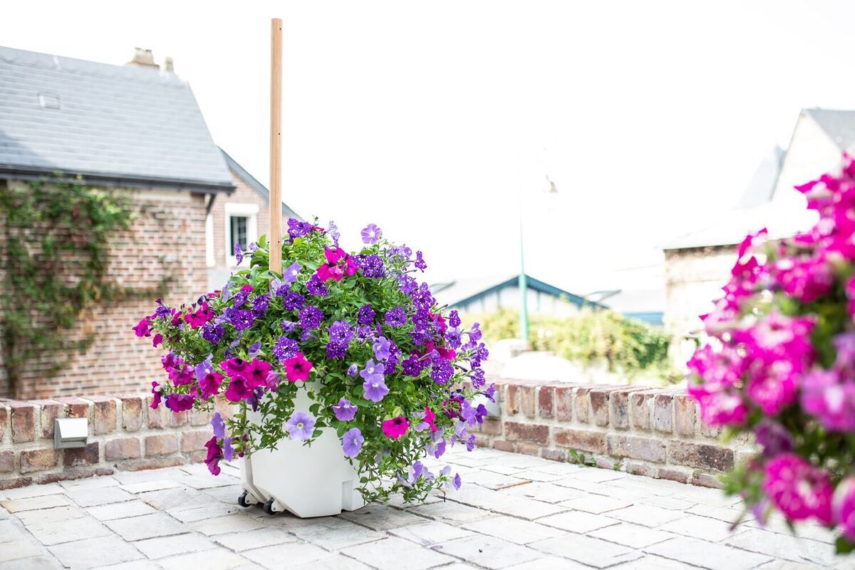 Ein mobiler Pflanzkübel auf einer gepflasterten Terrasse, gefüllt mit lila und rosa blühenden Blumen. Im Hintergrund sind andere Gebäude und ein Garten erkennbar.