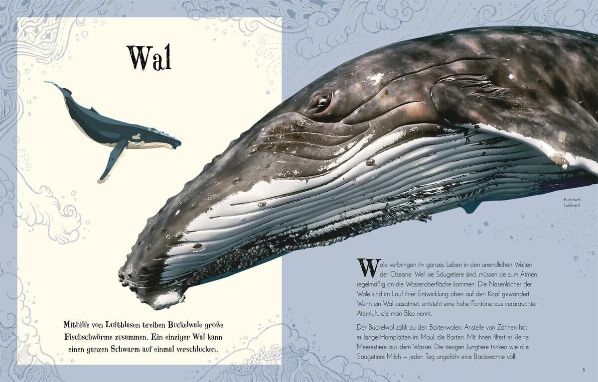 Ein Buch mit dem Titel 'Wundervolle Welt der Tiere'. Dargestellt ist eine Seite mit Illustrationen und Text über Wale. Die Zeichnungen zeigen einen großen, detailreich illustrierten Wal sowie einen kleineren Wal, der im Hintergrund schwimmt. Der Hintergrund ist überwiegend blau und weiß gestaltet.