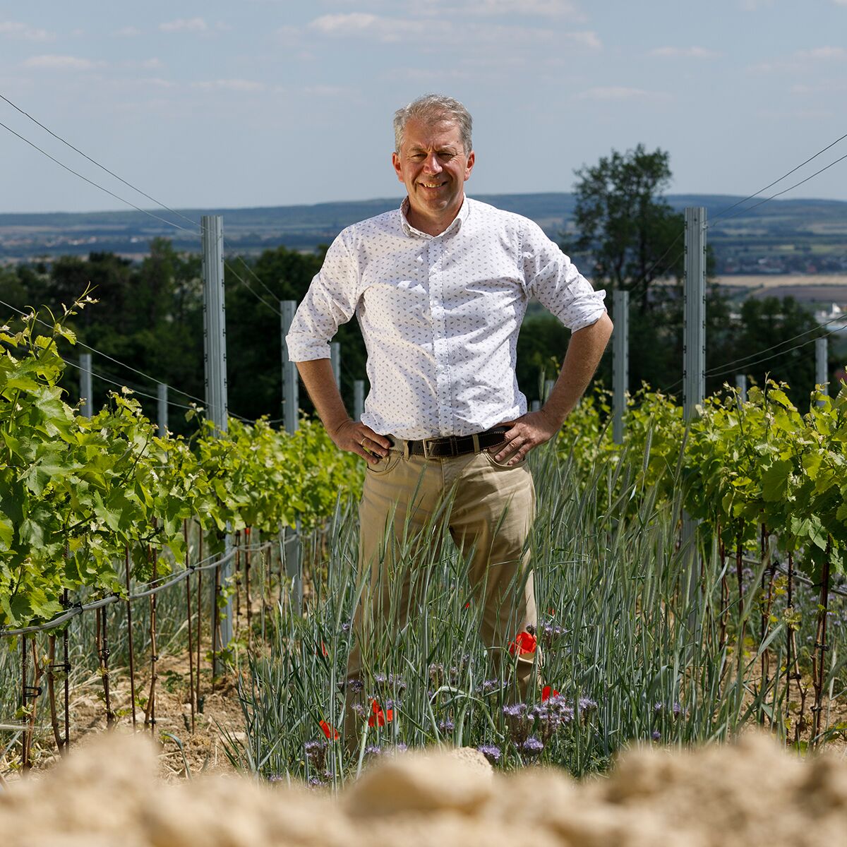 Ein Mann steht zwischen Reben auf einem sonnigen Weinfeld mit Blick auf die umliegende Landschaft. Im Vordergrund wachsen Weinpflanzen, vereinzelte bunte Blumen und Erde, während im Hintergrund grüne Felder und ein weiter Himmel zu sehen sind.